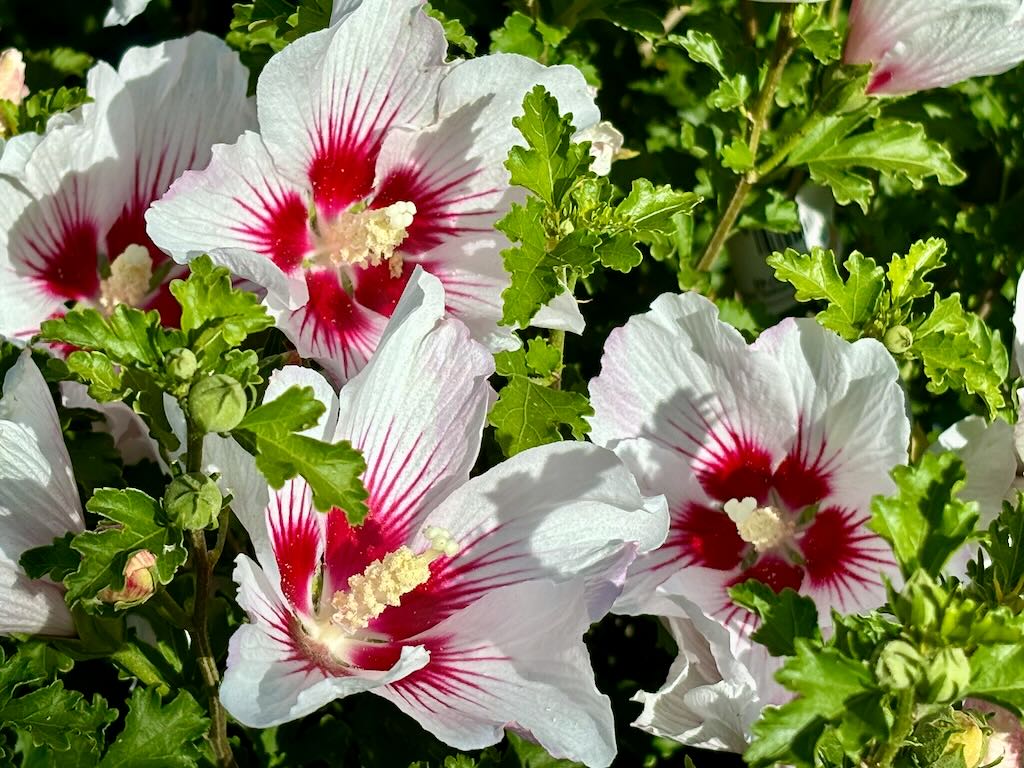 Hibiscus ‘Chateau™ de Chantilly’