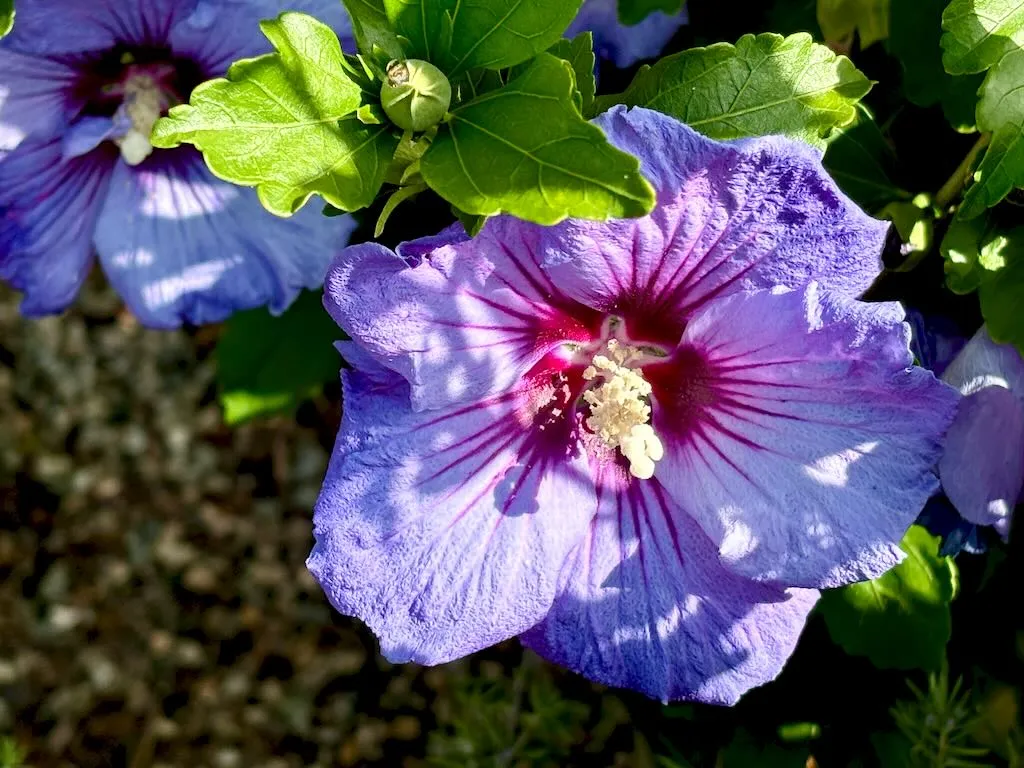 Hibiscus Chateau de Versailles-1_result - Online Flower Garden Hibiscus 'Chateau™ de Versailles'