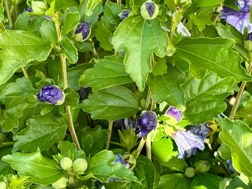 Hibiscus Chateau de Versailles_result - Online Flower Garden Hibiscus'Chateau™ de Versailles'
