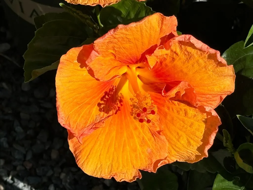 Hibiscus Jazzy Jewel Amber-1_result - Online Flower Garden Hibiscus 'Jazzy Jewel® Amber'