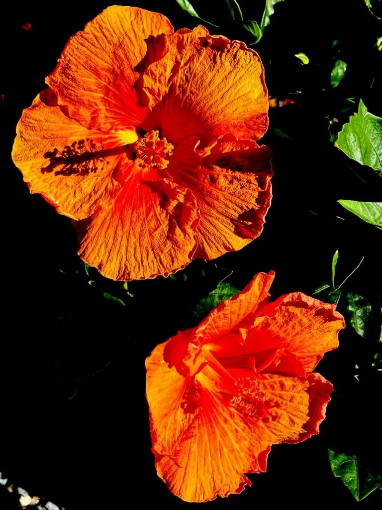Hibiscus Jazzy Jewel Amber_result - Online Flower Garden Hibiscus'Jazzy Jewel® Amber'