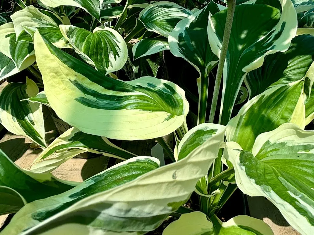 Hosta'First Frost'