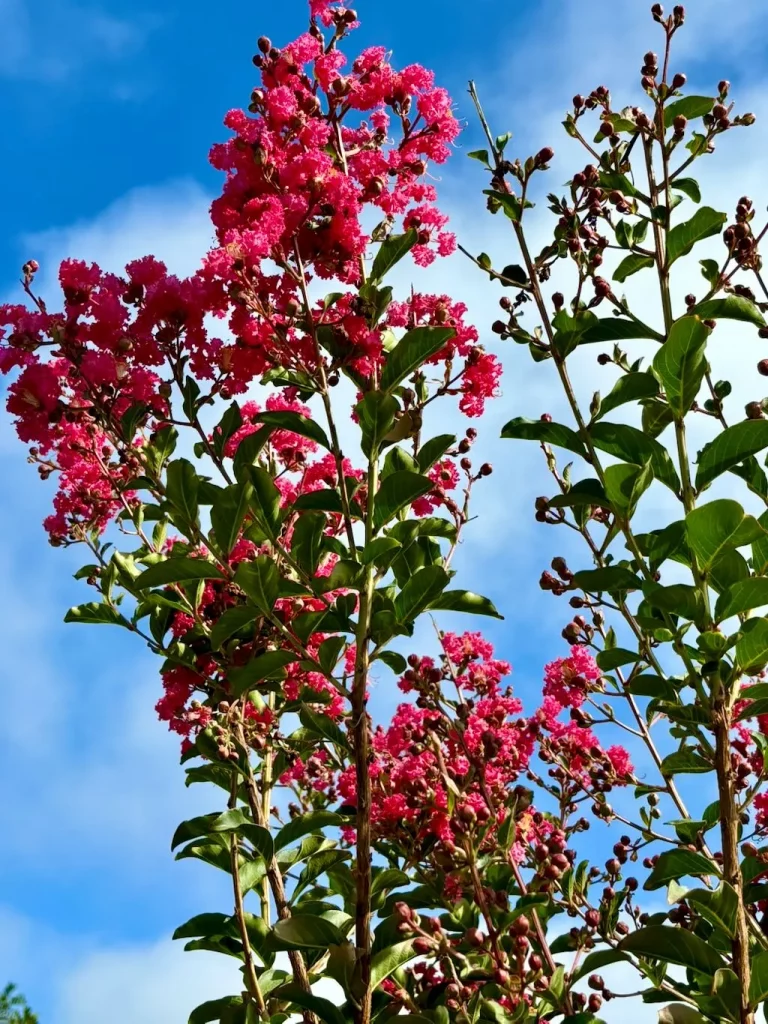 Lagerstroemia indica Tuscarora-1_result - Online Flower Garden Lagerstroemia indica'Tuscarora'