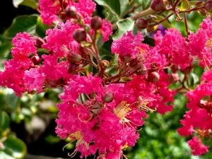 Lagerstroemia indica 'Tuscarora'