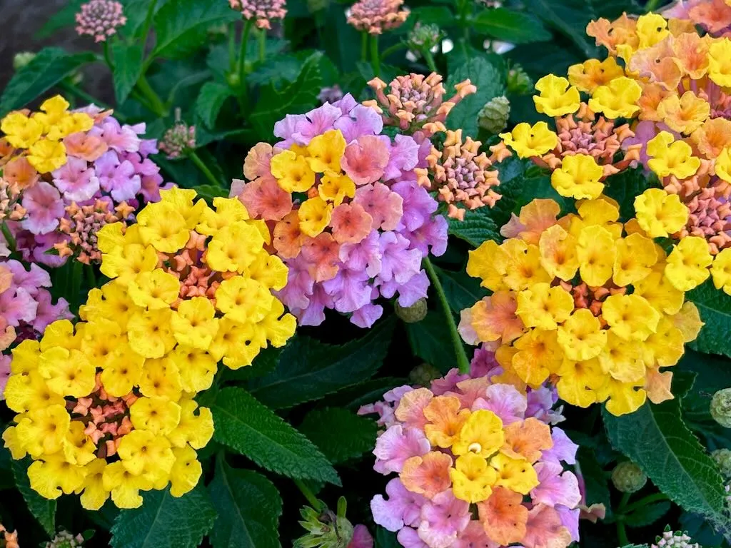 Lantana'Shamrock™ Rose Gold'