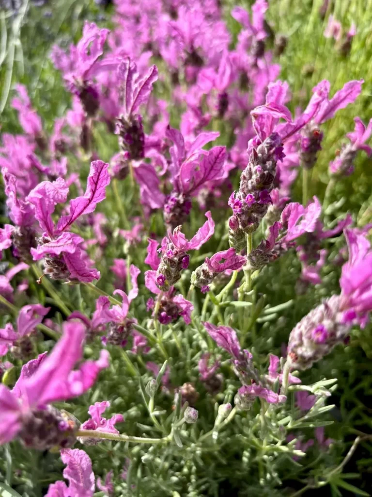 Lavandula stoechas'The Princess™'
