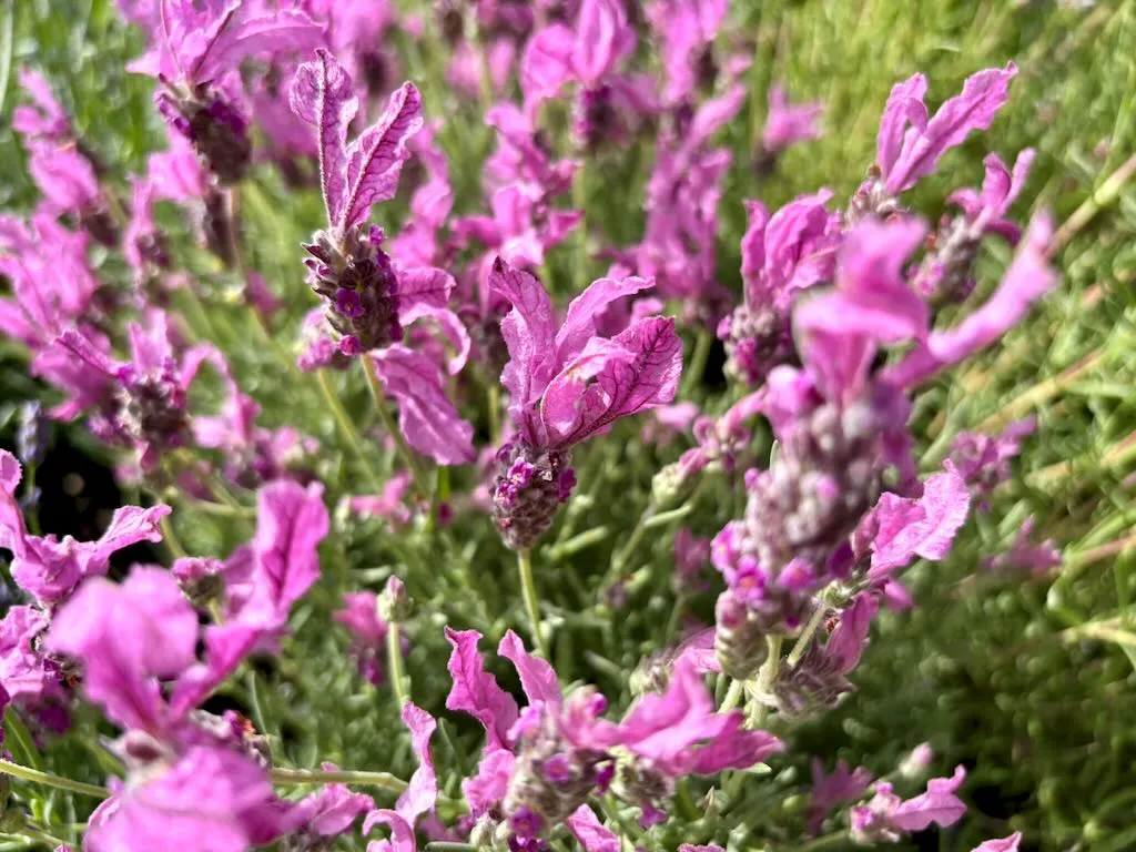 Lavandula stoechas 'The Princess™'