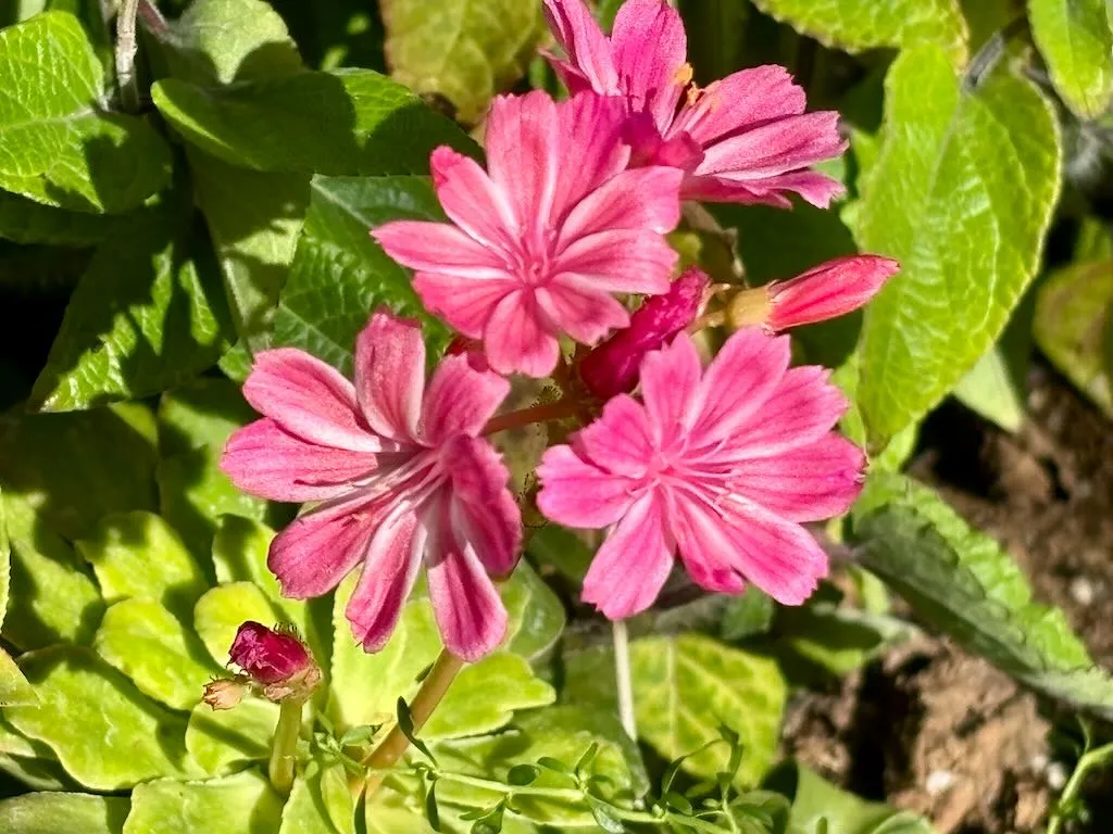 Montiaceae  Lewisia cotyledon'Elise Ruby Red'