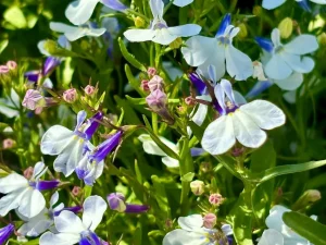 Lobelia 'Riviera Blue Splash'