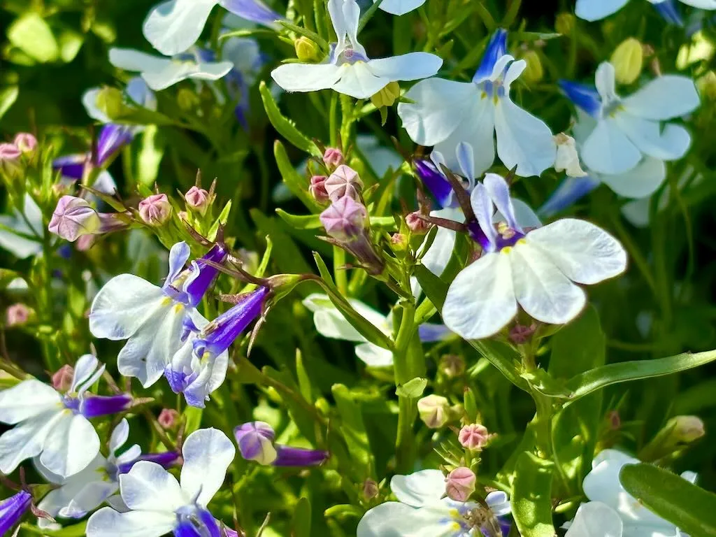 Lobelia 'Riviera Blue Splash'