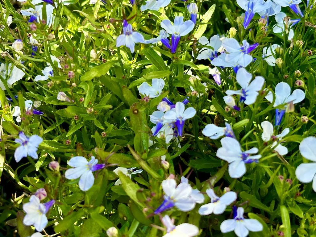 Lobelia 'Riviera Blue Splash'