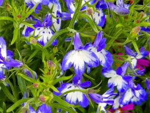 Lobelia 'Super Star™ Weslosu'