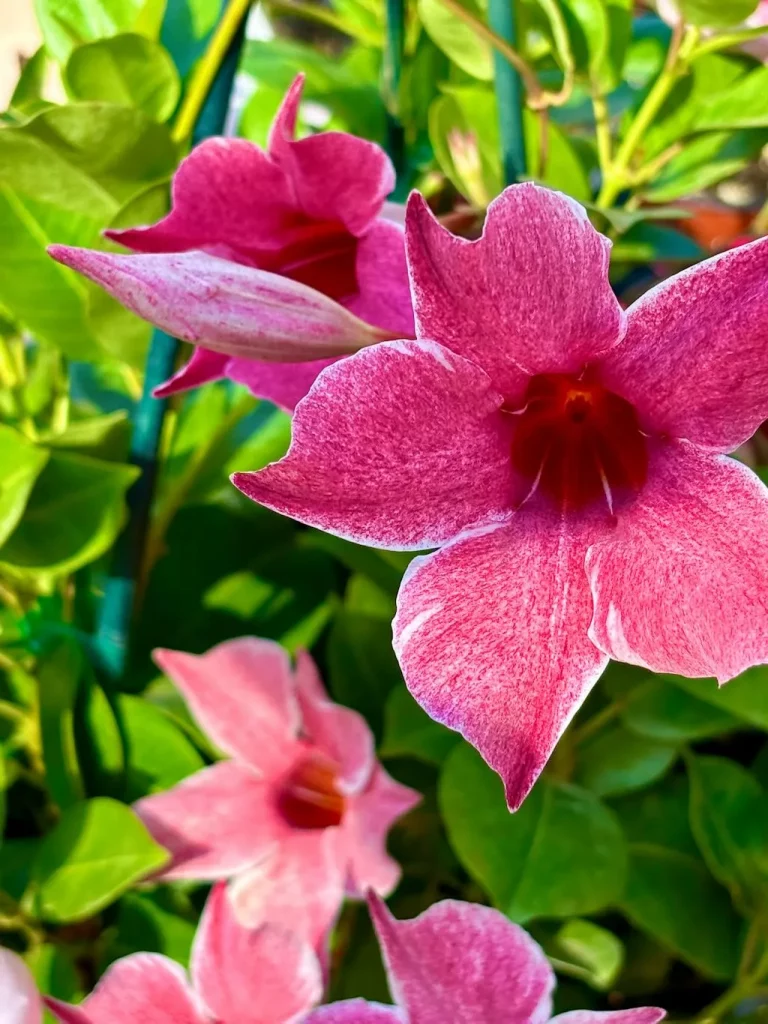 Mandevilla'Sun Parasol® Original XP Mauvelous'