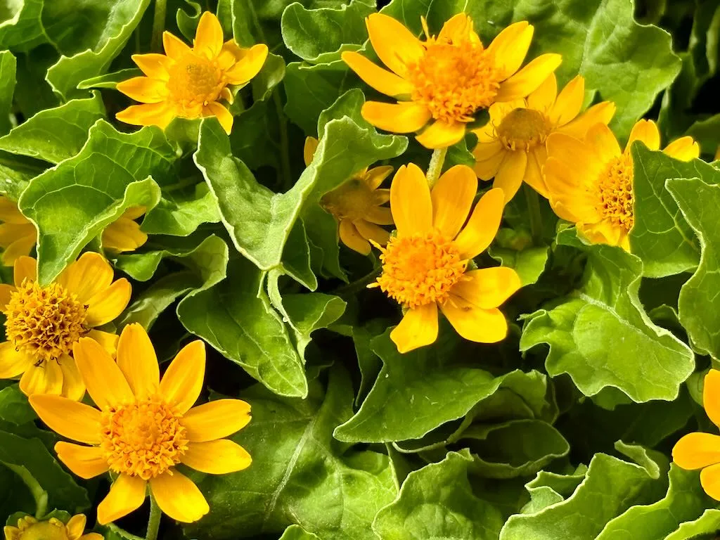 Melampodium'Million Gold'
