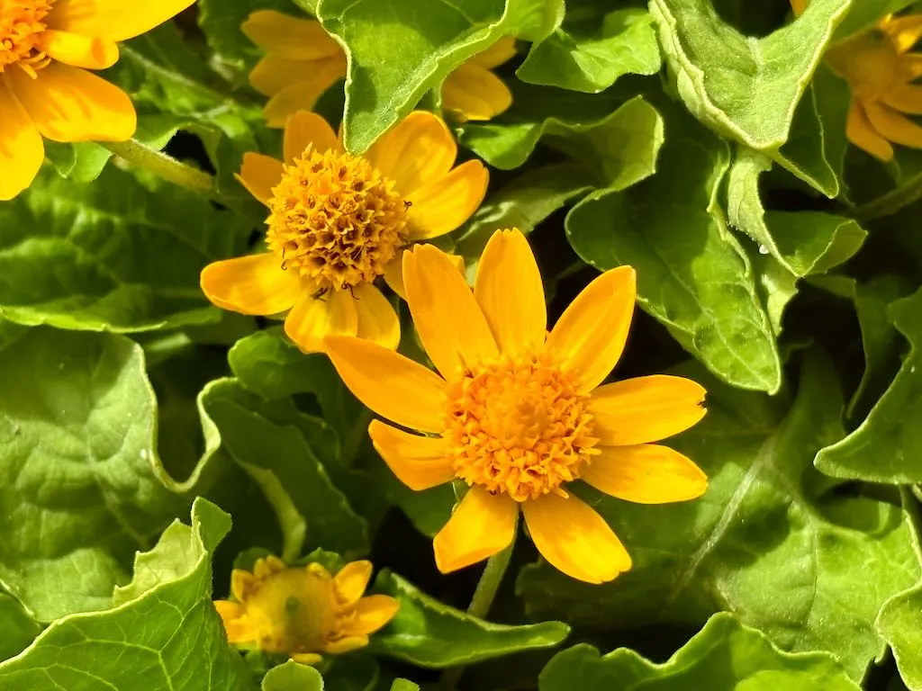 Melampodium 'Million Gold'