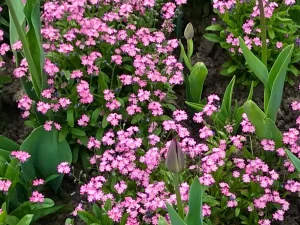 Myosotis sylvatica 'Victoria Rose'