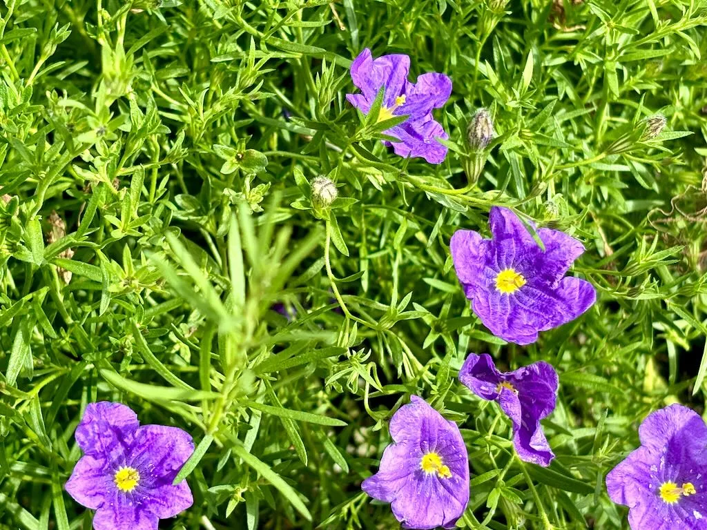 Nierembergia scoparia Purple Robe-1_result - Online Flower Garden Nierembergia scoparia'Purple Robe'