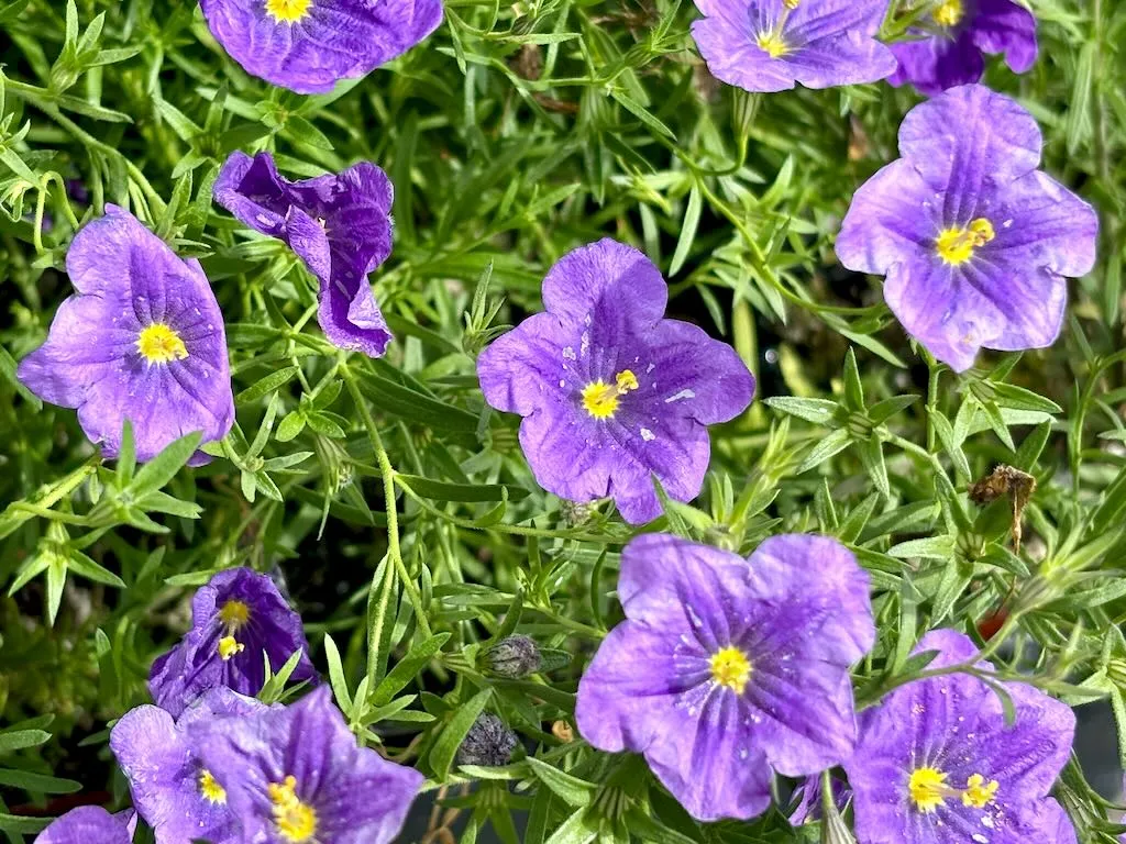 Nierembergia scoparia Purple Robe_result - Online Flower Garden Nierembergia scoparia 'Purple Robe'