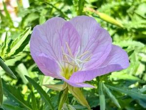 Oenothera berlandieri 'Siskiyou'