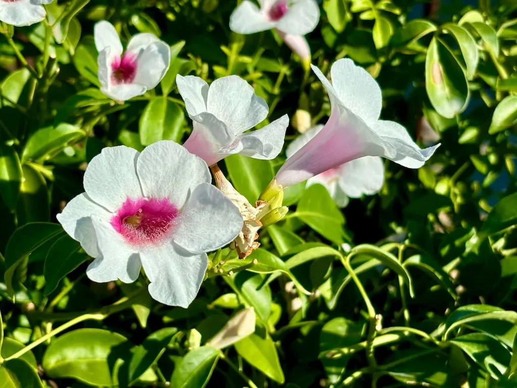Pandorea jasminoides Rosea-1_result - Online Flower Garden Pandorea jasminoides 'Rosea'