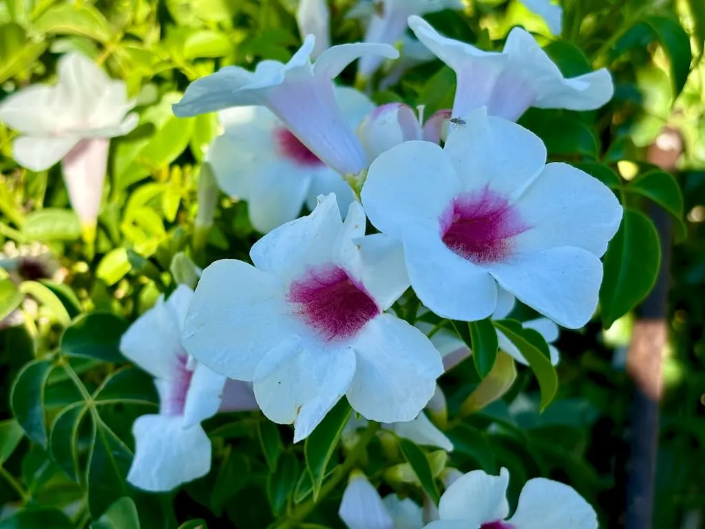 Pandorea jasminoides Rosea_result - Online Flower Garden Pandorea jasminoides'Rosea'