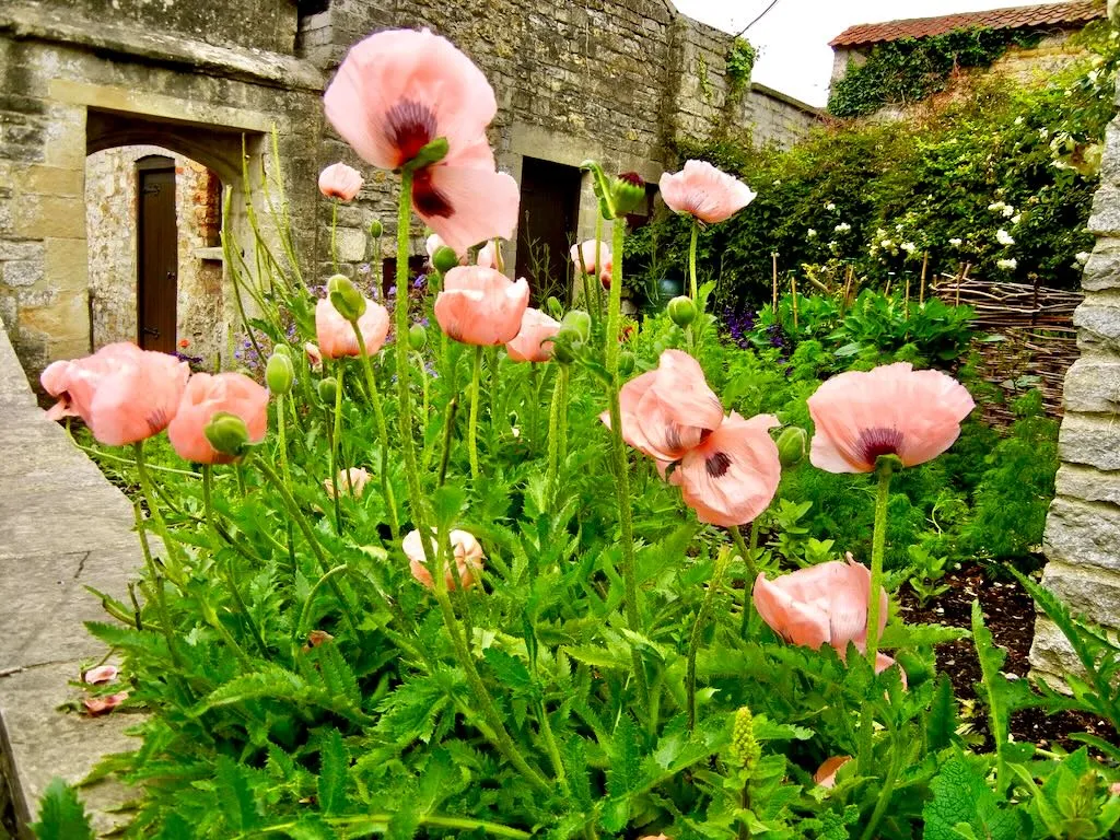 Papaver orientale'Princess Victoria Louise'