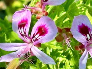 Pelargonium 'Citrosum'