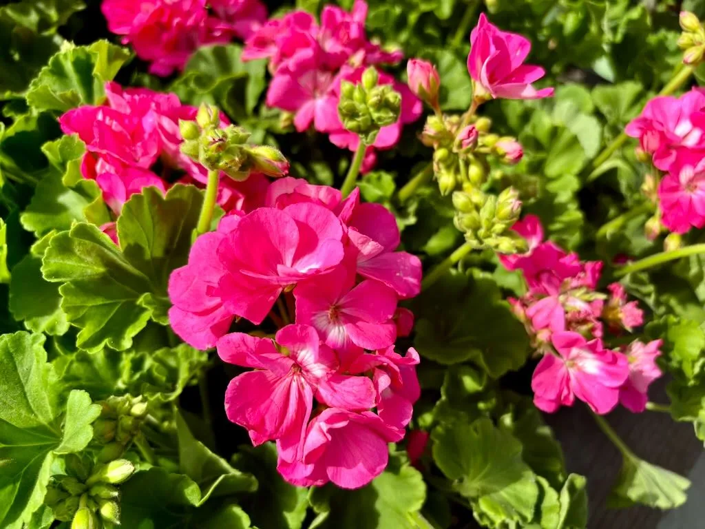 Pelargonium Dynamo Hot Pink-1_result - Online Flower Garden Pelargonium ‘Dynamo™ Hot Pink’