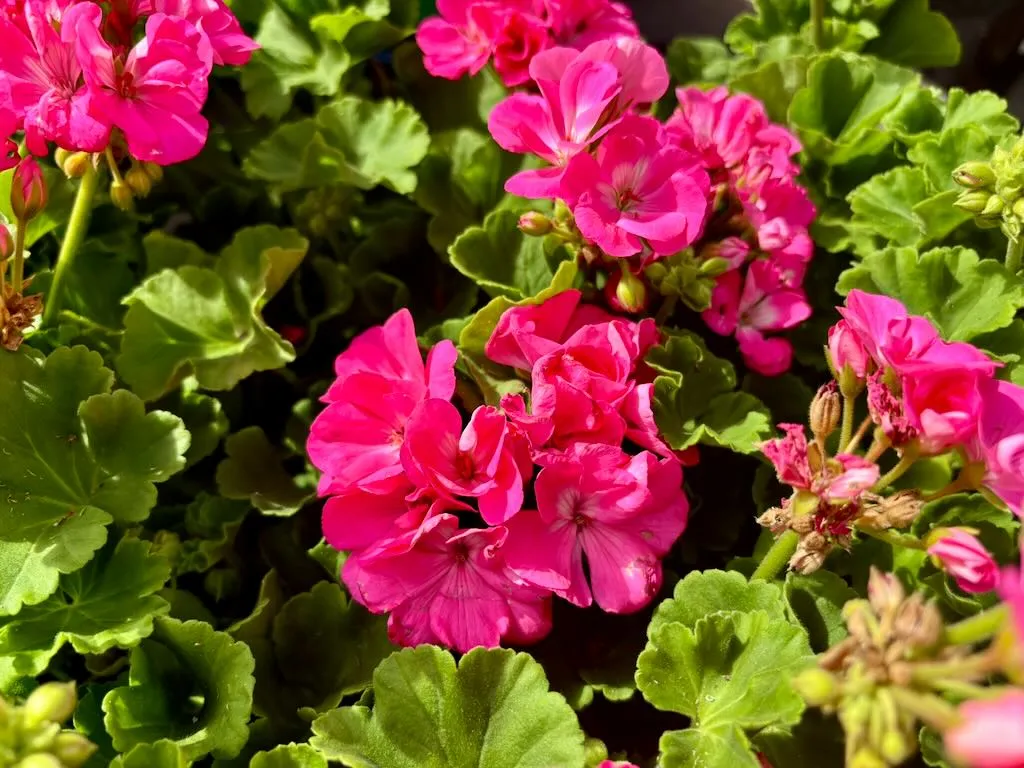 Pelargonium Dynamo Hot Pink_result - Online Flower Garden Pelargonium ‘Dynamo™ Hot Pink’