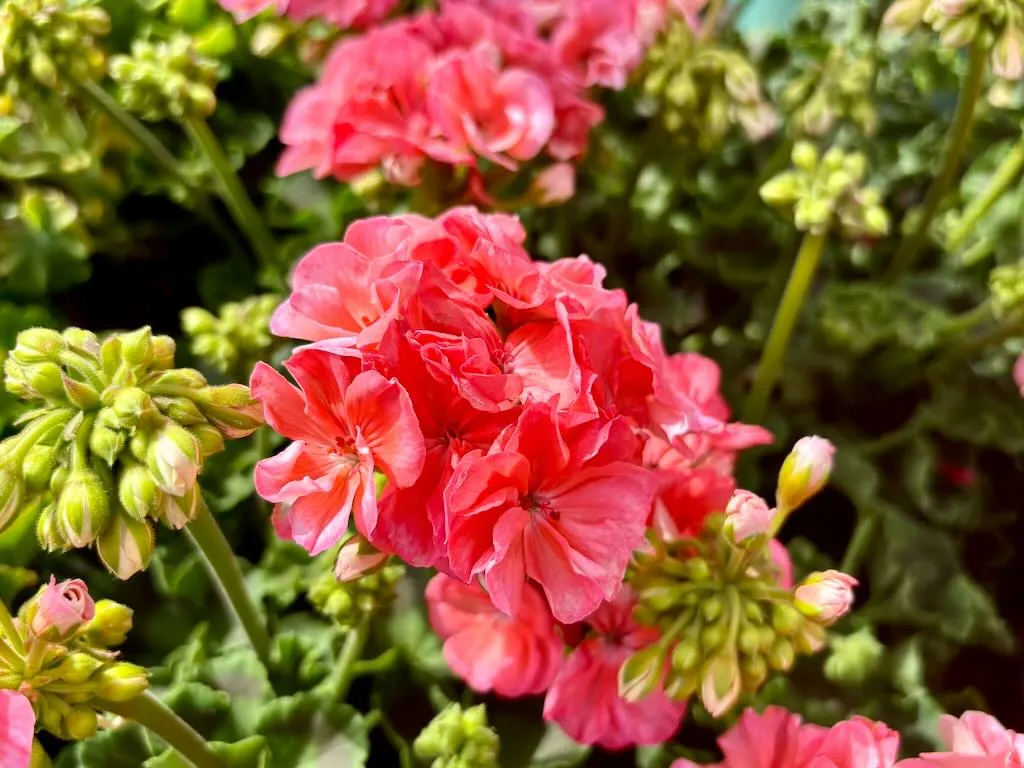 Pelargonium Dynamo Salmon-1_result - Online Flower Garden Pelargonium'Dynamo™ Salmon'