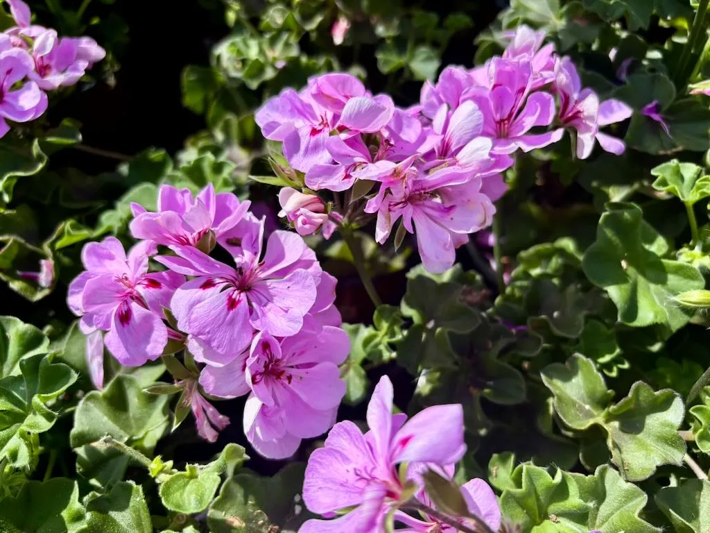 Pelargonium Ivy League Light Lavender-1_result - Online Flower Garden Pelargonium 'Ivy League™ Light Lavender'