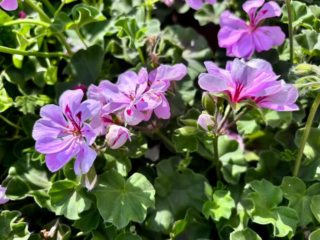 Pelargonium Ivy League Light Lavender_result - Online Flower Garden Pelargonium'Ivy League™ Light Lavender'