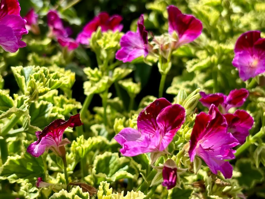 Pelargonium'Oldbury Duet'