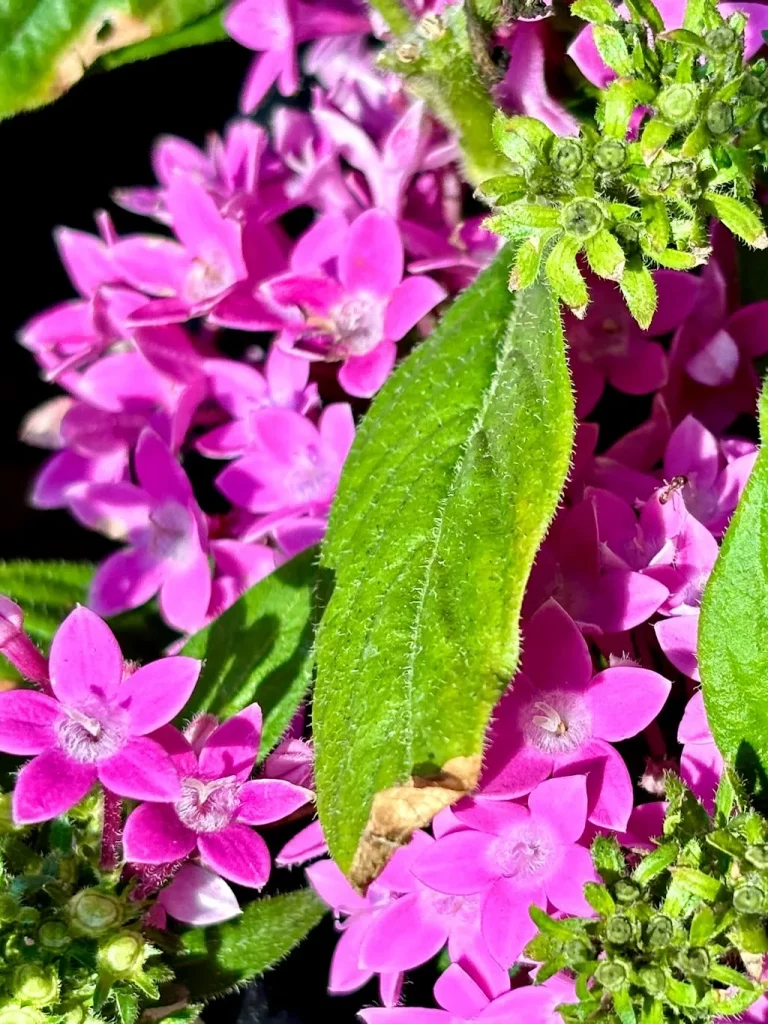 Pentas'Graffiti 20/20 Lavender Pink'
