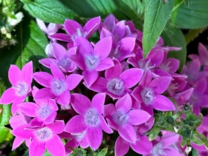 Pentas 'Graffiti 20/20 Lavender Pink'