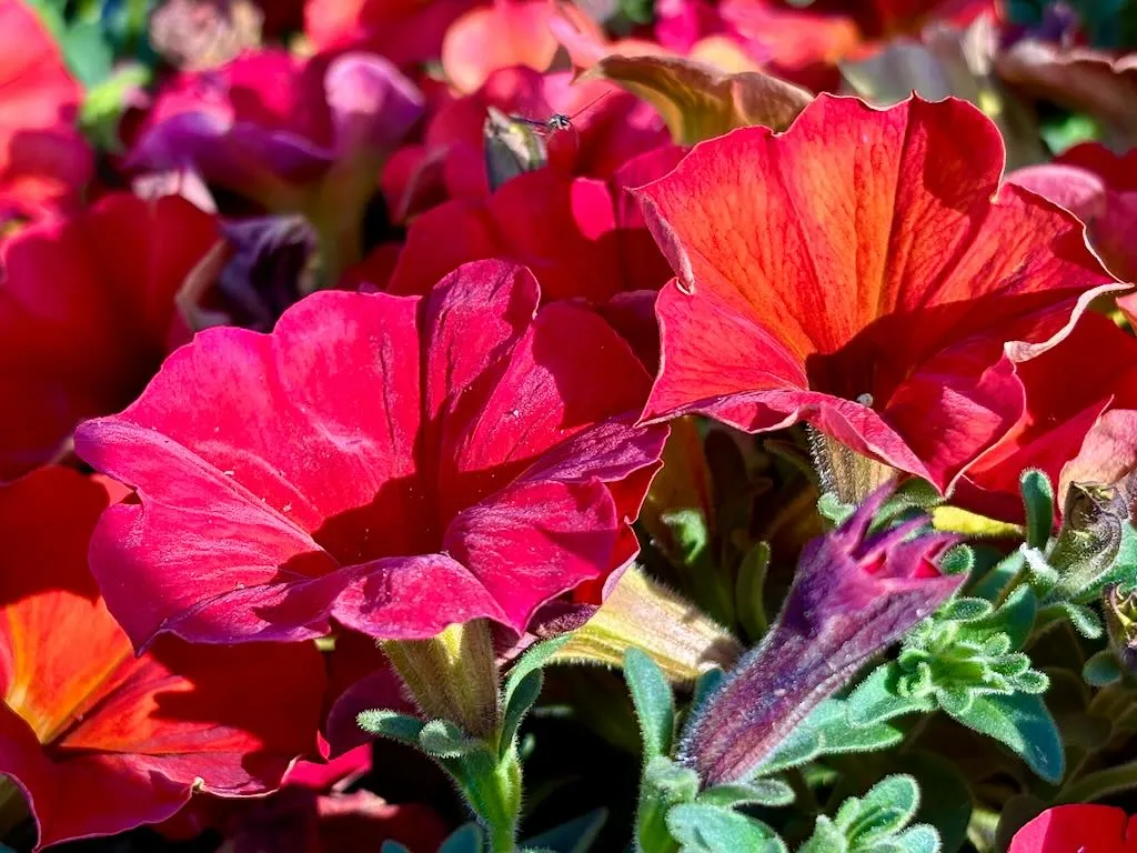 Petchoa SuperCal® Premium Red Maple_result - Online Flower Garden Petchoa SuperCal® Premium'Red Maple'