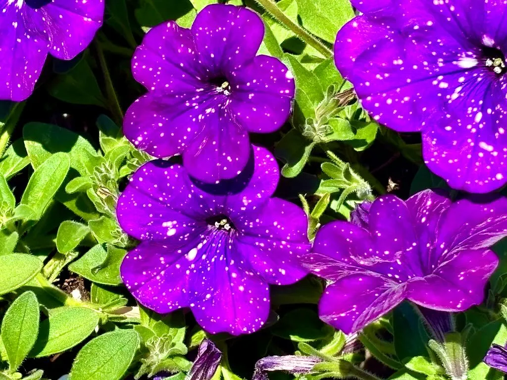 Petunia'Headliner™ Night Sky®'