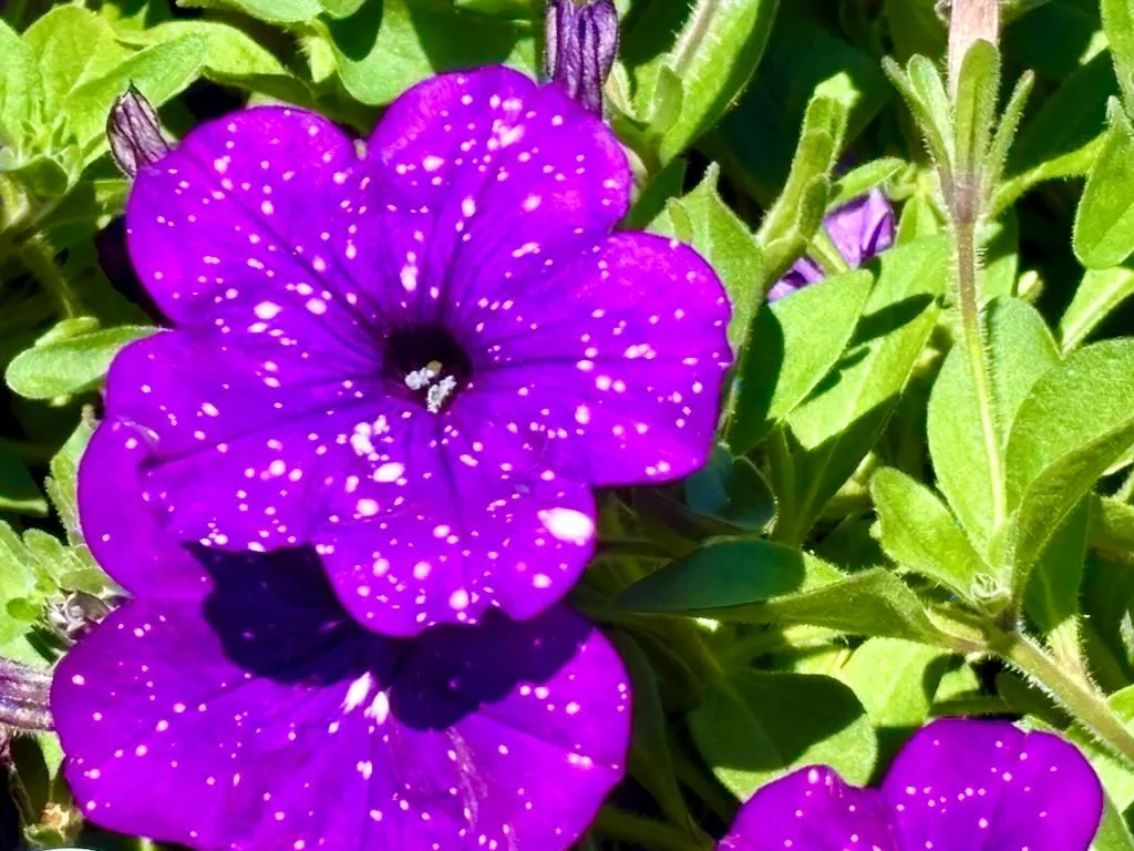 Petunia 'Headliner™ Night Sky®'