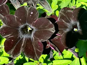 Petunia 'SlingShot™ Black Magic'