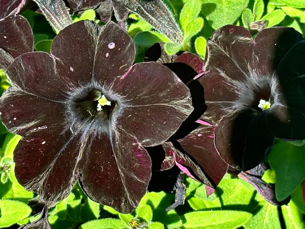 Petunia 'SlingShot™ Black Magic'