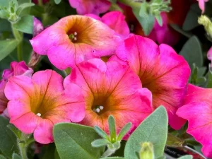 Petunia 'Supertunia® Daybreak Charm'