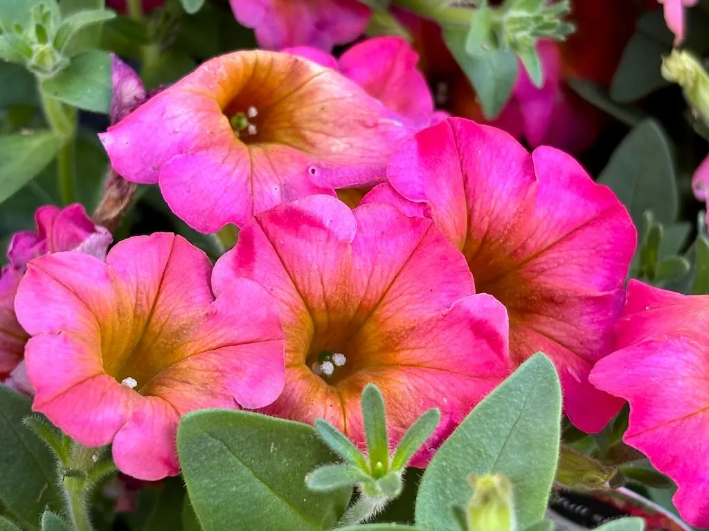 Solanaceae Petunia 'Supertunia® Daybreak Charm'