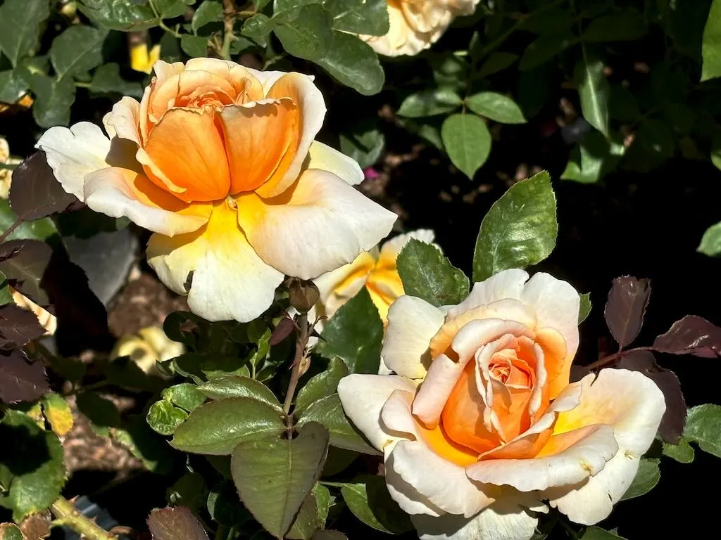 Rosa Just Joey-1_result - Online Flower Garden Rosa'Just Joey'