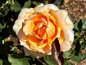 Rosa 'Just Joey'