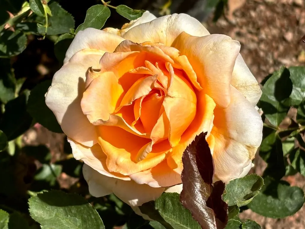 Rosa Just Joey_result - Online Flower Garden Rosa 'Just Joey'