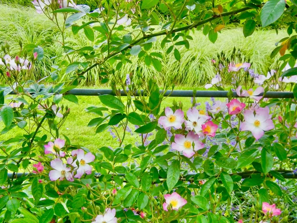 Rosa canina or Dog Rose