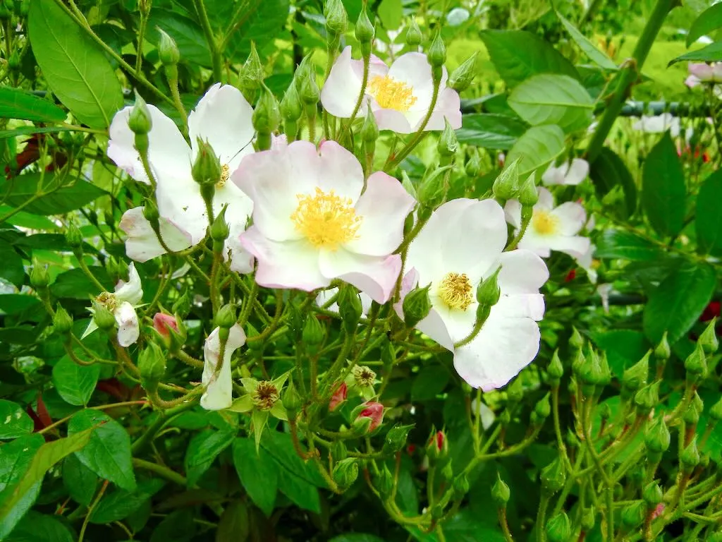 Rosa canina or Dog Rose-2_result - Online Flower Garden Rosa canina or Dog Rose