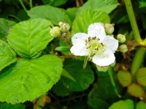 Rubus armeniacus
