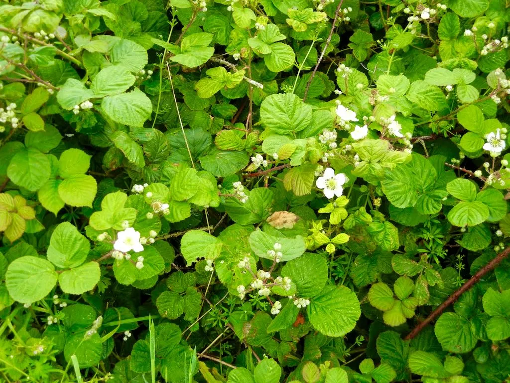 Rubus armeniacus