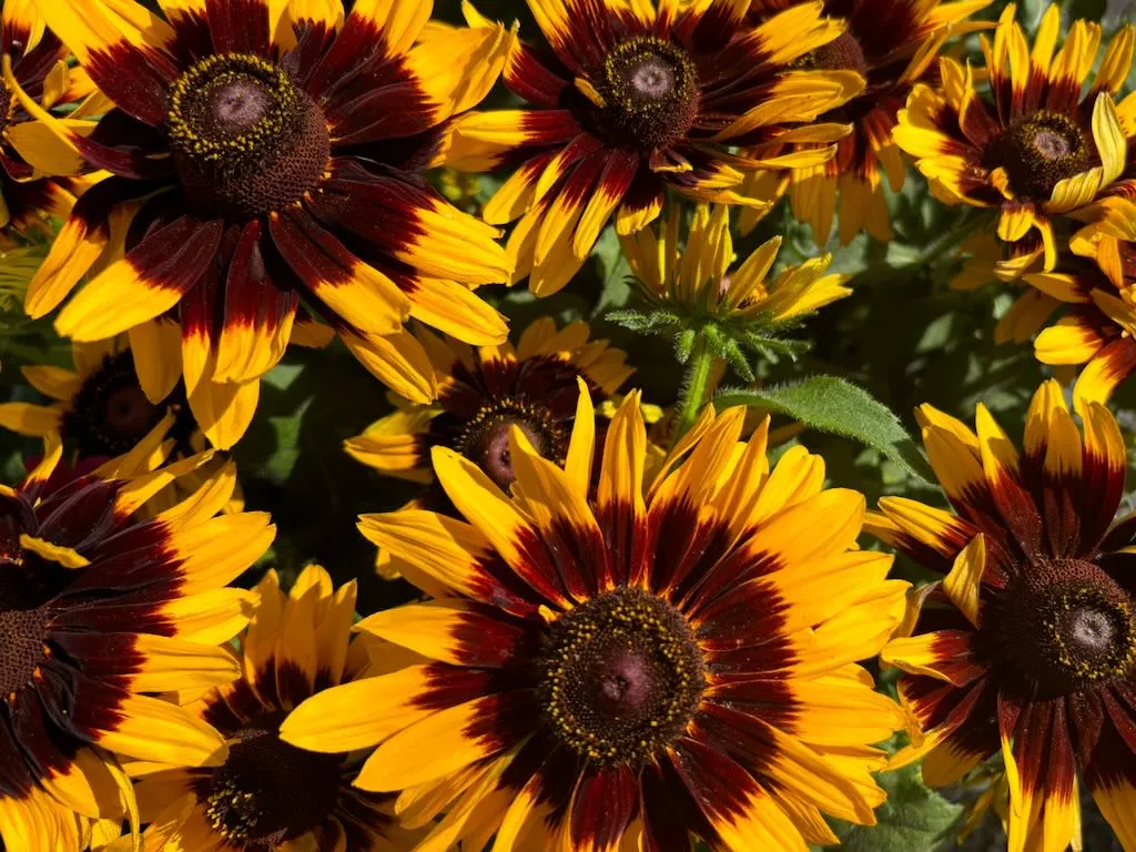 Rudbeckia'Denver Daisy'